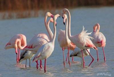 Greater Flamingo (Phoenicopterus ruber)