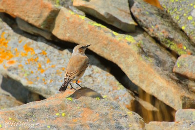 Northern Wheatear (Oenanthe oenanthe)