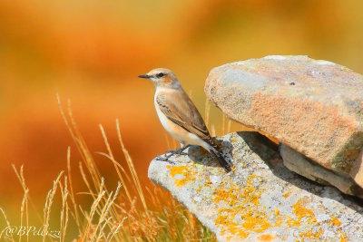 Northern Wheatear (Oenanthe oenanthe)