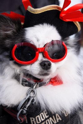 PetMasquerade3.jpg