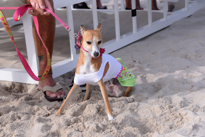 PetMasquerade19.jpg