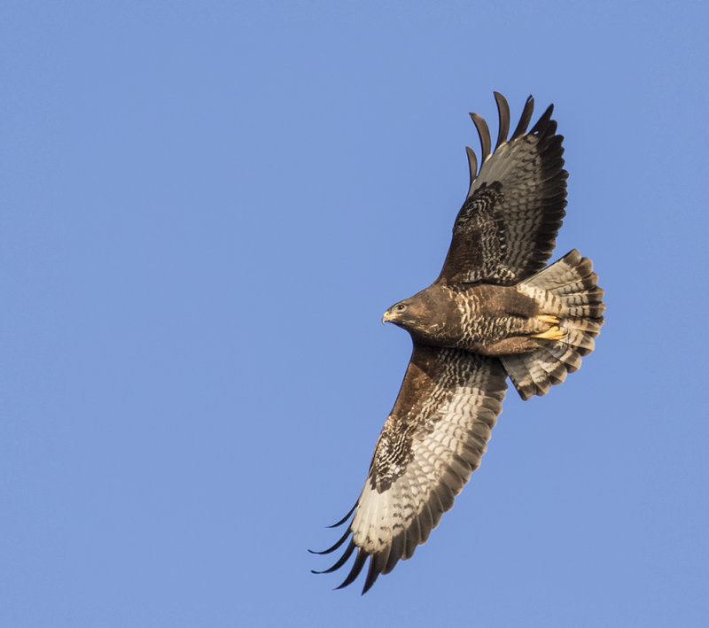  Buzzard, Adult