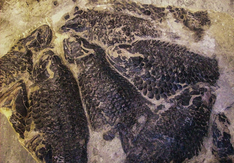 Dura den Fossil fish.