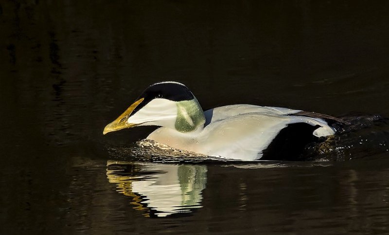 Wildfowl and wader survey.