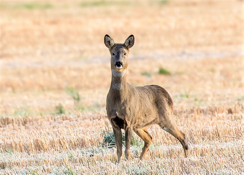 Roe Deer 