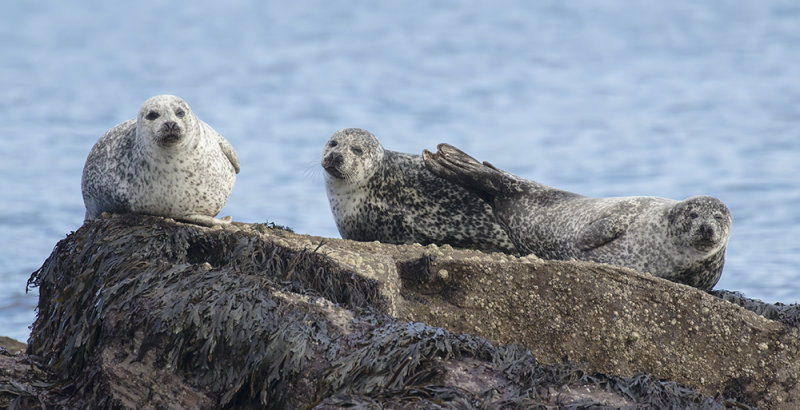Common Seals.