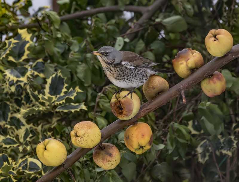 Fieldfare 