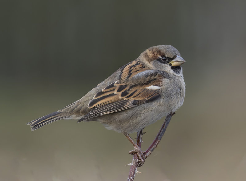 House Sparrow.