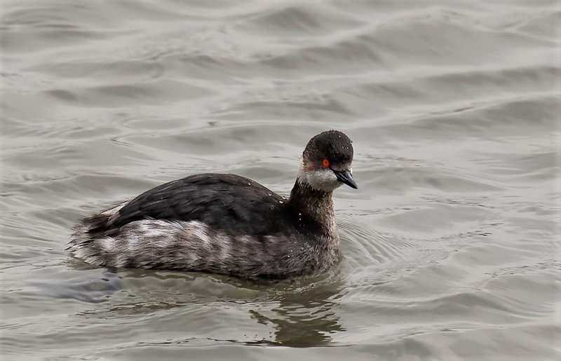 Black-necked Grebe.