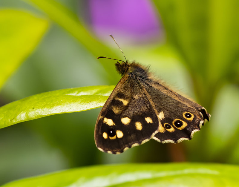 Speckled wood.