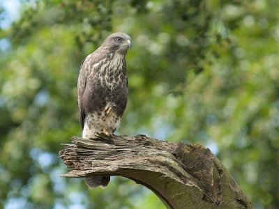 Buzzard (juvenile)