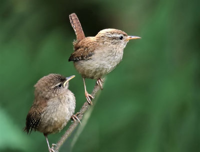 Wren, adult and juvenile