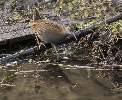Water Rail.