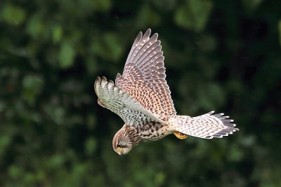 Kestrel.