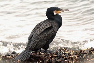 Cormorant.