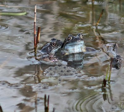 Common frogs.