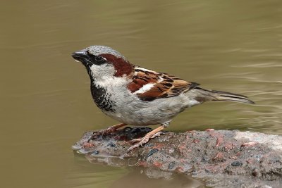 House Sparrow.