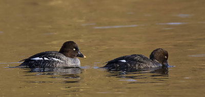 Adult female and juvenile.