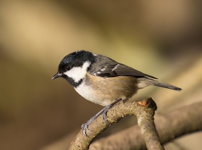 Coal tit.
