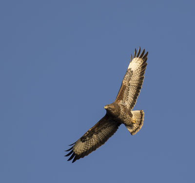 Buzzard, Adult