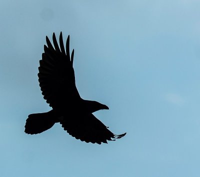 Raven, (silhouette).