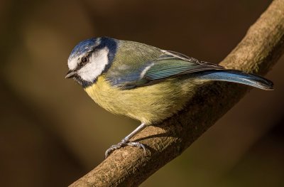 Blue Tit.