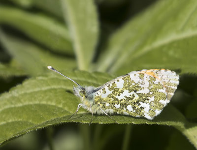 Orange tip, male.