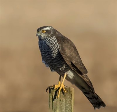 Sparrowhawk (female)