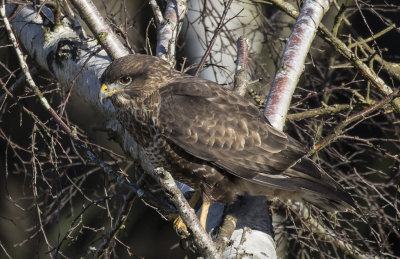 Buzzard.