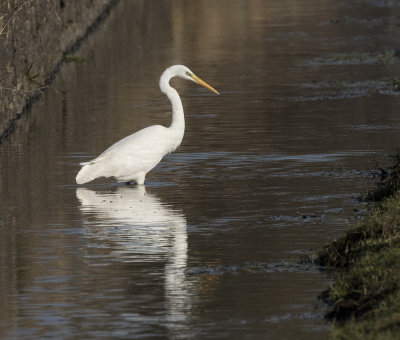 Great White Egret 