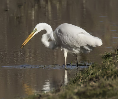 Great White Egret.