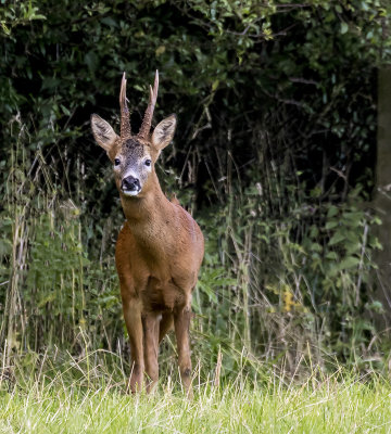 Roe Deer, Buck.