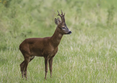 Roe Deer, Buck.