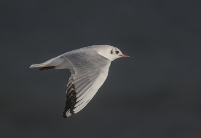 Black-headed Gull.