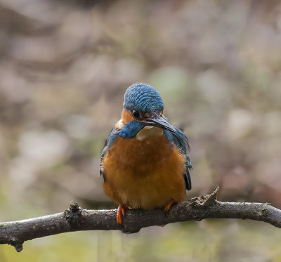 Kingfisher.