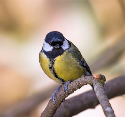 Great tit, female.
