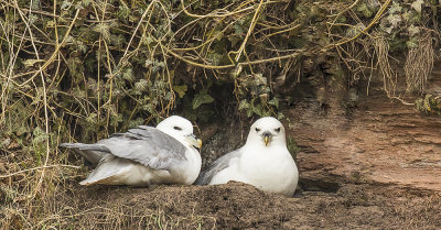 Fulmars.