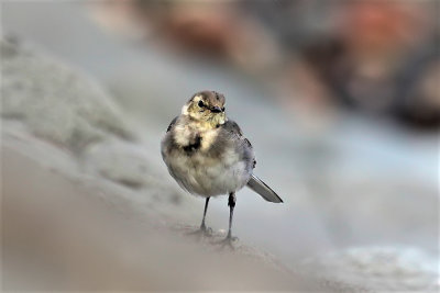 Pied Wagtail, juvenile.
