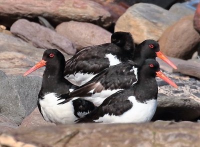 Oystercatcher