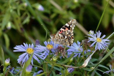 Painted lady on sea aster.