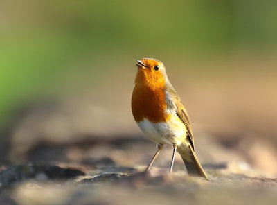 Robin.