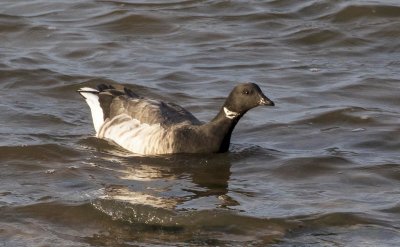 Pale bellied Brent Goose.