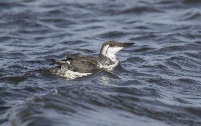 Guillemot.