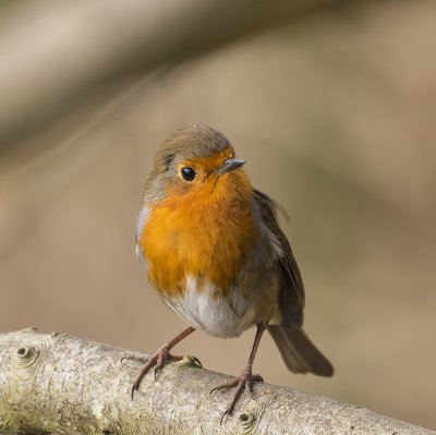 Robin.