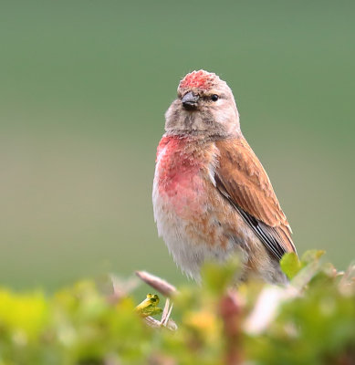 Linnet.