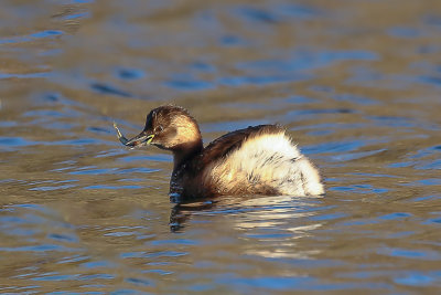 Dabchick.