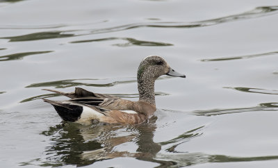 American Wigeon, drake..