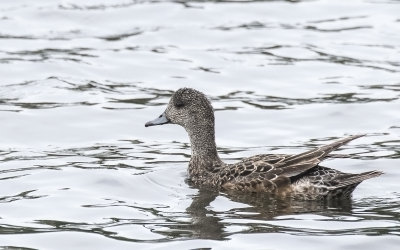 American wigeon, duck.