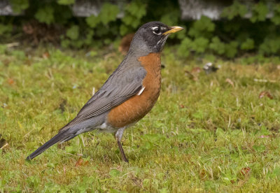 American Robin.