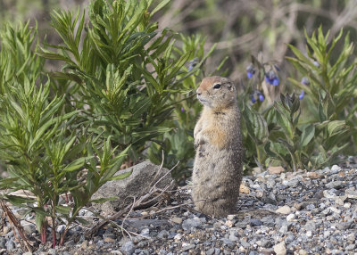 Arctic Ground squirrel.